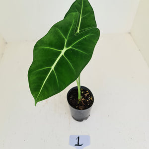 #1 Alocasia Micholitziana (Green Velvet)