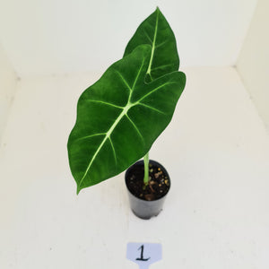 #1 Alocasia Micholitziana (Green Velvet)