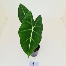 Load image into Gallery viewer, #1 Alocasia Micholitziana (Green Velvet)