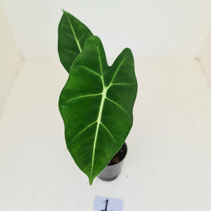 #1 Alocasia Micholitziana (Green Velvet)