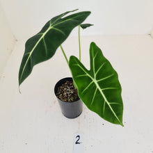 Load image into Gallery viewer, #2 Alocasia Micholitziana (Green Velvet)