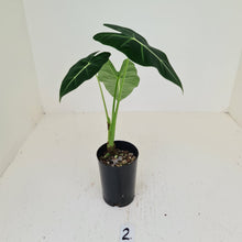 Load image into Gallery viewer, #2 Alocasia Micholitziana (Green Velvet)