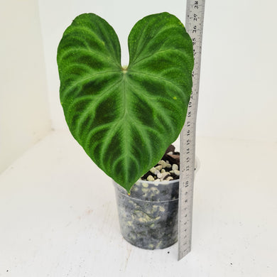 Philodendron Verrucosum - Rooted Tip cutting