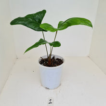 Load image into Gallery viewer, #1 Anthurium Bogotense