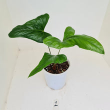 Load image into Gallery viewer, #1 Anthurium Bogotense
