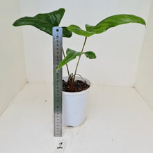 Load image into Gallery viewer, #1 Anthurium Bogotense