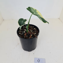 Load image into Gallery viewer, #4 Xanthosoma Monstruosum - &#39;Mickey Mouse Plant&#39;
