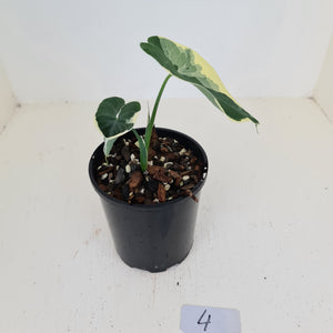 #4 Xanthosoma Monstruosum - 'Mickey Mouse Plant'