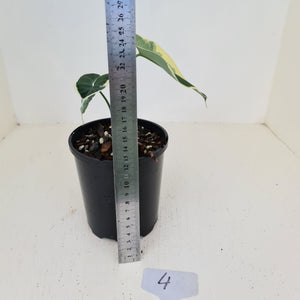 #4 Xanthosoma Monstruosum - 'Mickey Mouse Plant'