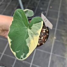 Load image into Gallery viewer, #4 Xanthosoma Monstruosum - &#39;Mickey Mouse Plant&#39;