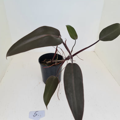#5 Philodendron Black Knight