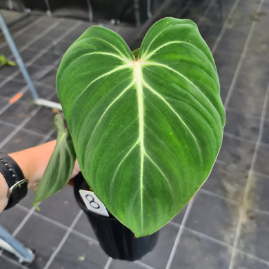 #8 Philodendron Gloriosum