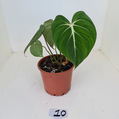 #10 Philodendron Gloriosum