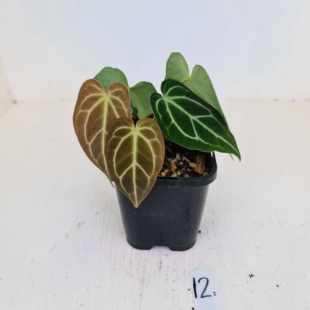 #12 Anthurium Crystallinum Hybrid - 2 x heads