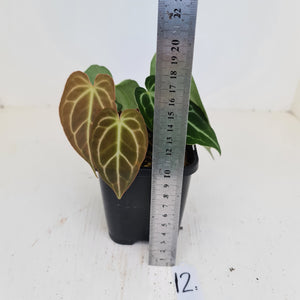 #12 Anthurium Crystallinum Hybrid - 2 x heads