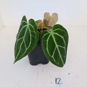 #12 Anthurium Crystallinum Hybrid - 2 x heads