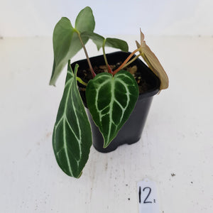 #12 Anthurium Crystallinum Hybrid - 2 x heads