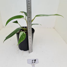 Load image into Gallery viewer, #17 Philodendron White Princess