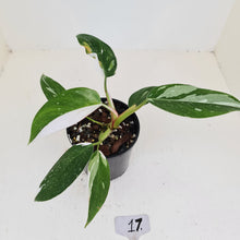 Load image into Gallery viewer, #17 Philodendron White Princess