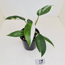 Load image into Gallery viewer, #17 Philodendron White Princess