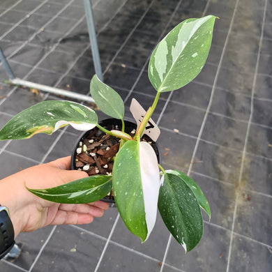 #17 Philodendron White Princess