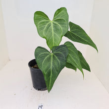 Load image into Gallery viewer, #19 Anthurium Macrolobium x