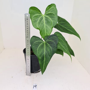 #19 Anthurium Macrolobium x