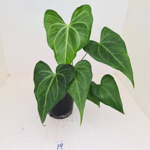 #19 Anthurium Macrolobium x