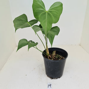 #19 Anthurium Macrolobium x