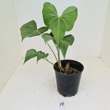 Load image into Gallery viewer, #19 Anthurium Macrolobium x