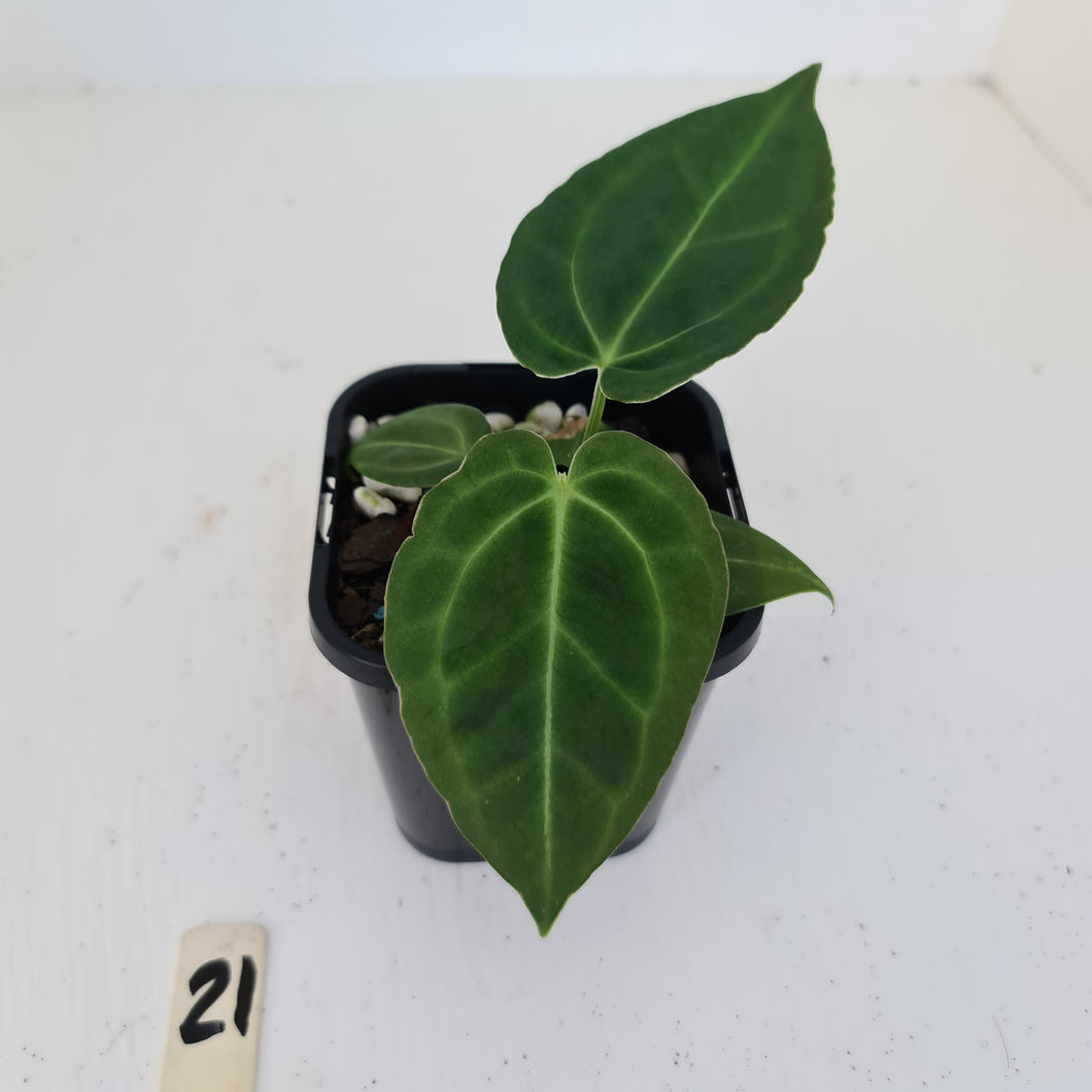 #21 Anthurium hybrid