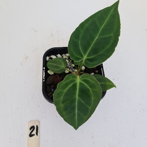#21 Anthurium hybrid