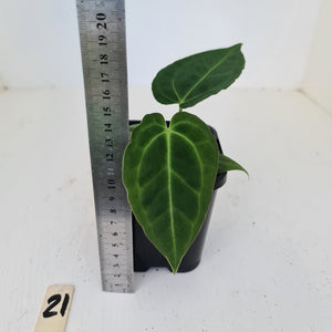 #21 Anthurium hybrid