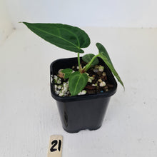 Load image into Gallery viewer, #21 Anthurium hybrid