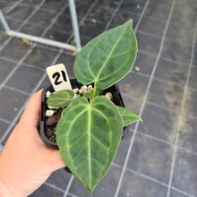Load image into Gallery viewer, #21 Anthurium hybrid