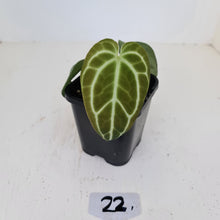Load image into Gallery viewer, #22 Anthurium Crystallinum Hybrid