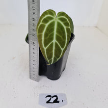 Load image into Gallery viewer, #22 Anthurium Crystallinum Hybrid