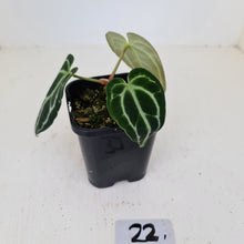 Load image into Gallery viewer, #22 Anthurium Crystallinum Hybrid