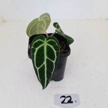 Load image into Gallery viewer, #22 Anthurium Crystallinum Hybrid