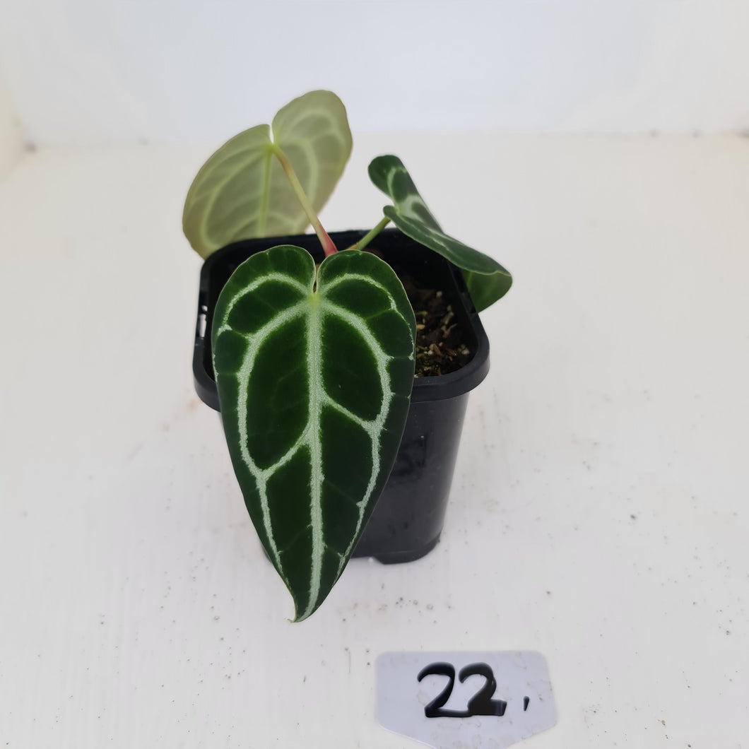 #22 Anthurium Crystallinum Hybrid