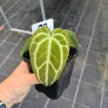 Load image into Gallery viewer, #22 Anthurium Crystallinum Hybrid