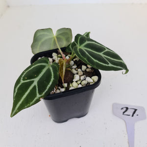 #27 Anthurium Crystallinum Hybrid