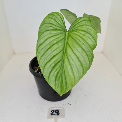 #29 Philodendron Silver Cloud
