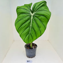 Load image into Gallery viewer, #30 Philodendron Dean McDowell - Rooted tip cutting