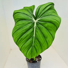 Load image into Gallery viewer, #30 Philodendron Dean McDowell - Rooted tip cutting