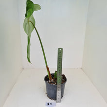 Load image into Gallery viewer, #30 Philodendron Dean McDowell - Rooted tip cutting