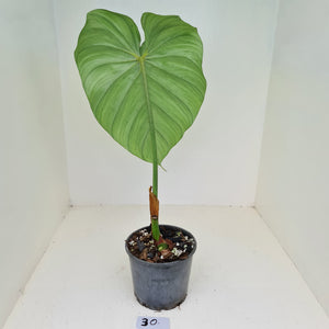 #30 Philodendron Dean McDowell - Rooted tip cutting