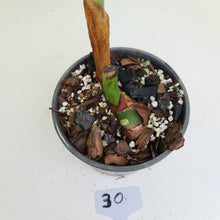 Load image into Gallery viewer, #30 Philodendron Dean McDowell - Rooted tip cutting