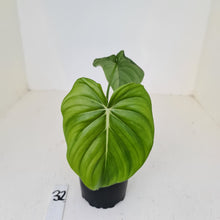 Load image into Gallery viewer, #32 Philodendron Dean McDowell - Rooted tip cutting