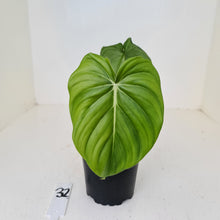 Load image into Gallery viewer, #32 Philodendron Dean McDowell - Rooted tip cutting